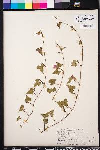 Ipomoea cordatotriloba image