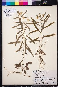Lysimachia lanceolata image