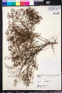 Lechea sessiliflora image