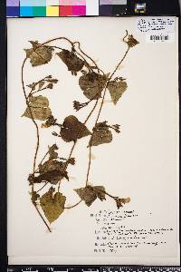 Ipomoea lacunosa image