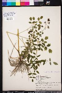 Thalictrum amphibolum image