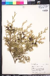 Chamaecyparis thyoides image