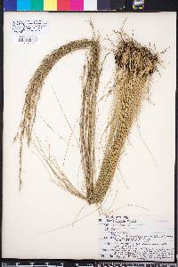 Aristida stricta image