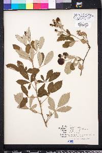 Rubus cuneifolius image