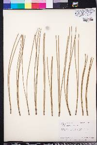 Pinus elliottii image