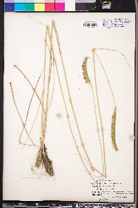 Ctenium aromaticum image