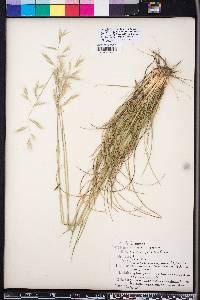 Danthonia sericea image