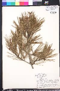 Pinus glabra image