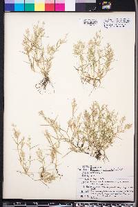 Eragrostis hypnoides image