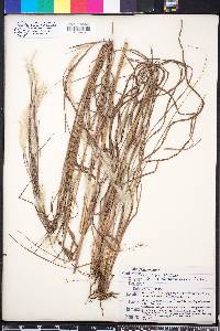 Andropogon ternarius image