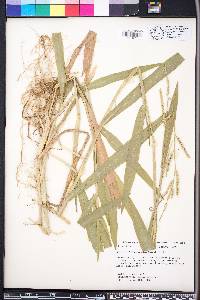 Urochloa plantaginea image