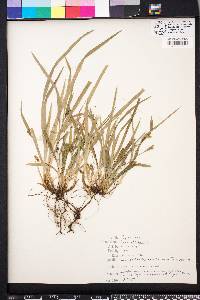 Carex abscondita image