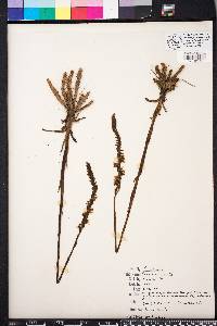 Spiranthes vernalis image