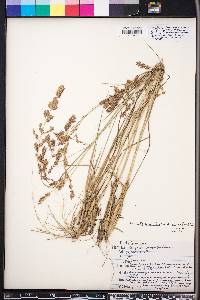 Eragrostis secundiflora image