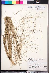 Eragrostis refracta image