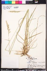 Danthonia sericea image