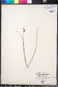 Polygala incarnata image