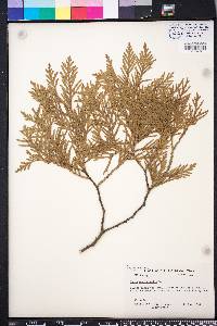 Thuja occidentalis image