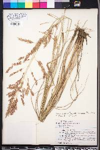 Eragrostis secundiflora image