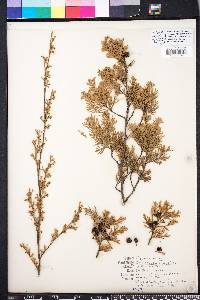 Chamaecyparis thyoides image