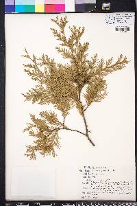 Chamaecyparis thyoides image