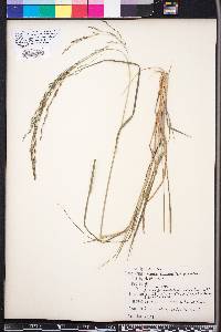 Eragrostis atrovirens image