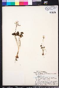 Oxalis violacea image