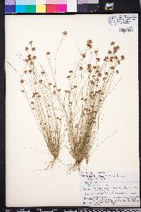 Bulbostylis barbata image