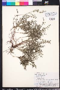 Galium hispidulum image
