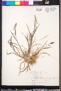 Echinochloa colona image