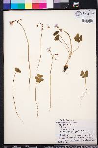 Oxalis violacea image