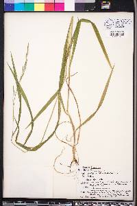 Bromus kalmii image