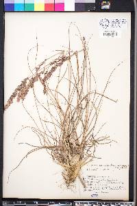 Eragrostis secundiflora image