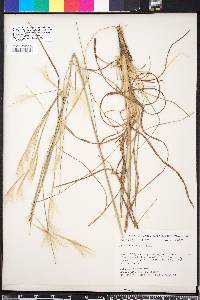 Andropogon tracyi image