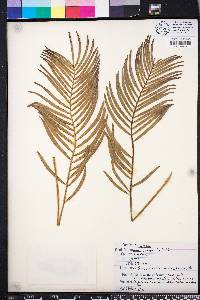 Zamia integrifolia image