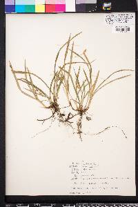 Carex abscondita image