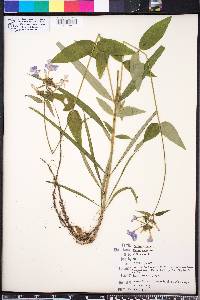 Phlox glaberrima image