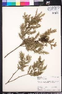 Chamaecyparis thyoides image