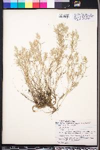 Eragrostis hypnoides image