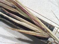 Aristida stricta image