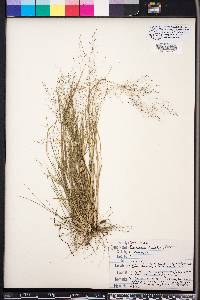 Eragrostis pilosa image