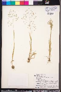 Briza minor image