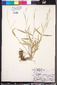 Urochloa platyphylla image