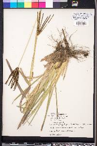 Eustachys glauca image