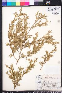 Chamaecyparis thyoides image