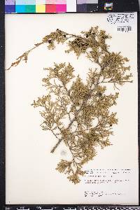 Chamaecyparis thyoides image