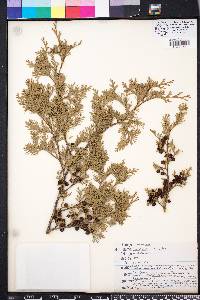 Chamaecyparis thyoides image