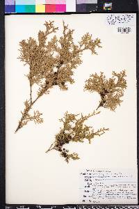 Chamaecyparis thyoides image