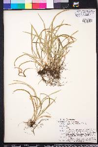 Carex abscondita image