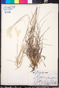 Andropogon ternarius image